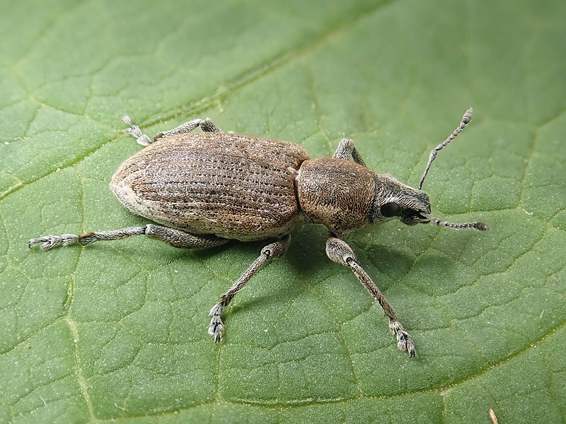 Curculionidae: Tanymecus palliatus, femmina